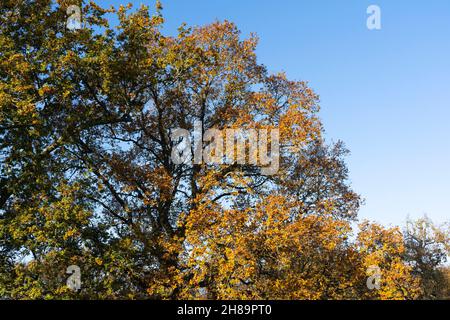 Die englische Eiche (gemeine oder Pedunculate Eiche - Quercus robur) mit goldgelben und orangen Blättern im Spätherbst / Herbst in Worcestershire, England Stockfoto