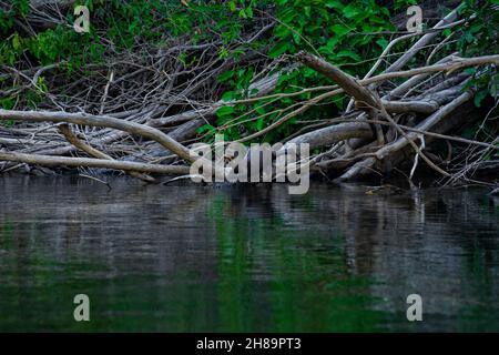 Riesige Otter fischen im Cristalino-Fluss im Mato Grosso-Staatsgebiet des Amazonas Stockfoto