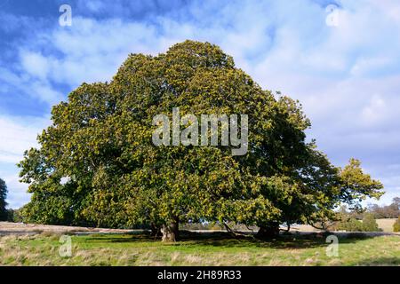 Großer, alter und beeindruckender Kastanienbaum (Castanea sativa), fotografiert im Herbst, Petworth Park, Petworth, West Sussex, England, VEREINIGTES KÖNIGREICH Stockfoto