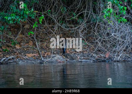 Riesige Otter fischen im Cristalino-Fluss im Mato Grosso-Staatsgebiet des Amazonas Stockfoto