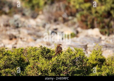 Kleiner Vogel auf einem Zweig. Eine Zitting Cisticola (Cisticola juncidis), die auf einem Ast thront Stockfoto