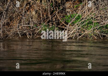 Riesige Otter fischen im Cristalino-Fluss im Mato Grosso-Staatsgebiet des Amazonas Stockfoto