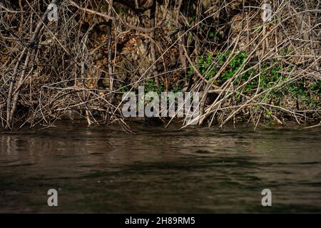 Riesige Otter fischen im Cristalino-Fluss im Mato Grosso-Staatsgebiet des Amazonas Stockfoto