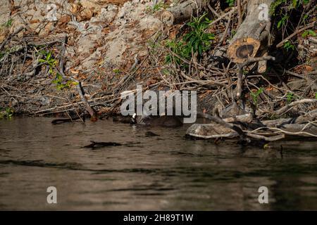 Riesige Otter fischen im Cristalino-Fluss im Mato Grosso-Staatsgebiet des Amazonas Stockfoto