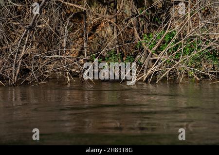 Riesige Otter fischen im Cristalino-Fluss im Mato Grosso-Staatsgebiet des Amazonas Stockfoto