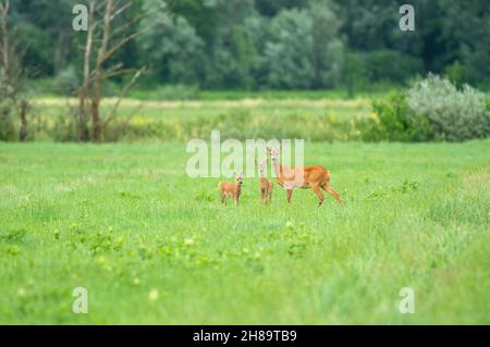 Weibliche Rehe (Capreolus capreolus) mit zwei Jungen, die auf einem Feld stehen Stockfoto