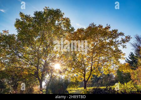 Sonnenlicht, das durch Äste mit blauem Himmel über uns scheint Stockfoto