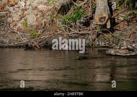 Riesige Otter fischen im Cristalino-Fluss im Mato Grosso-Staatsgebiet des Amazonas Stockfoto