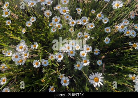 Nahaufnahme von wunderschönen wilden Gänseblümchen, die auf einem Feld wachsen Stockfoto