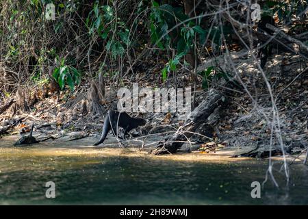 Riesige Otter fischen im Cristalino-Fluss im Mato Grosso-Staatsgebiet des Amazonas Stockfoto