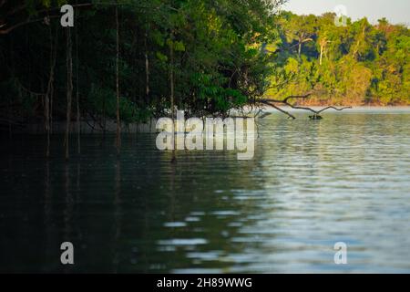 Riesige Otter fischen im Cristalino-Fluss im Mato Grosso-Staatsgebiet des Amazonas Stockfoto