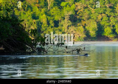 Riesige Otter fischen im Cristalino-Fluss im Mato Grosso-Staatsgebiet des Amazonas Stockfoto