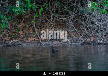 Riesige Otter fischen im Cristalino-Fluss im Mato Grosso-Staatsgebiet des Amazonas Stockfoto