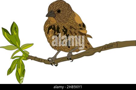 Fuchssparrow auf einem Ast, isoliert auf weiß. Satz realistischer Vögel.von Hand gezeichnete Vektorskizze.Vektordarstellung. Stock Vektor