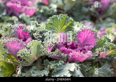 Purple, Pink Und Green Curly Cabbage Wie Die Ornamental Kale Plant Ist Eine Gattung Der Brassica Oleracea. Selektiver Fokus Auf Bright Blooming Culinary Hybrid Leav Stockfoto