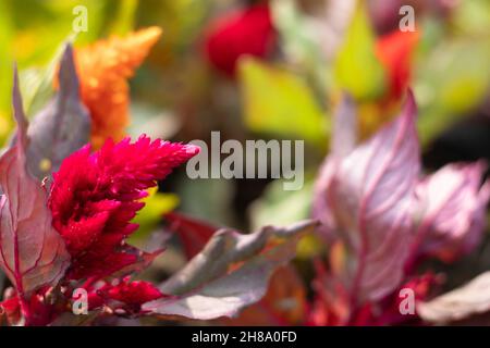 Selektiver Fokus Auf Geplumerte Rote Argentea Celosia Plumosa Flower Auch Bekannt Als Chinesische Wolle, Amaranthus, Amarnath-Wolle, Indian Murga Phol Auf Bunten Fl Stockfoto