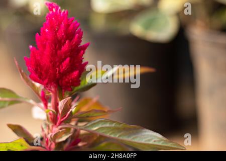 Selektiver Fokus Auf Geplumerte Rote Argentea Celosia Plumosa Flower Auch Bekannt Als Chinesische Wolle, Amaranthus, Amarnath-Wolle, Indian Murga Phol Auf Bunten Fl Stockfoto