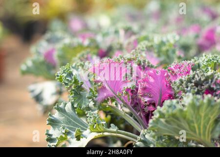 Purple, Pink Und Green Curly Cabbage Wie Die Ornamental Kale Plant Ist Eine Gattung Der Brassica Oleracea. Selektiver Fokus Auf Bright Blooming Culinary Hybrid Leav Stockfoto