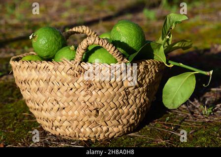 Ein alter Korbkorb aus Bast mit frisch gepflückten Zitronen steht auf dem Boden im Garten Stockfoto