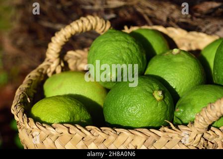 Ein alter Korbkorb aus Bast mit frisch gepflückten Zitronen steht auf dem Boden im Garten Stockfoto
