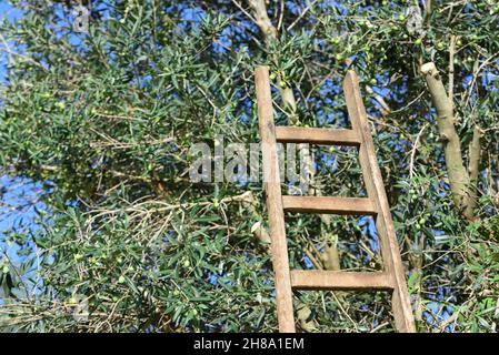 Eine alte Holzleiter lehnt sich zum Zeitpunkt der Ernte an den Stamm eines Olivenbaums, an dem Oliven hängen, an einem blauen Himmel in Italien Stockfoto