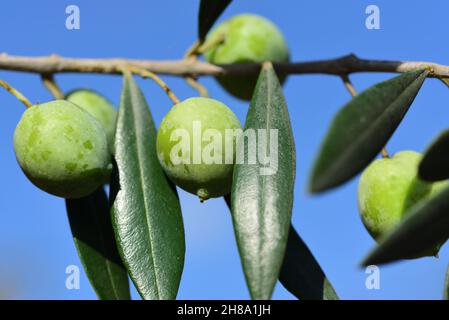 Nahaufnahme von grünen, reifen Oliven, die am Ast eines Olivenbaums an einem blauen Himmel hängen Stockfoto