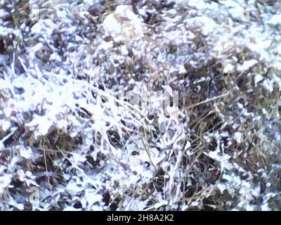 Winterhintergrund für Tapeten oder Texturen. Snowy Bush - Vektor-Illustration für Drucke oder Textilien, Stoffprodukte, Scrapbooking, Hintergründe, etc. Stockfoto