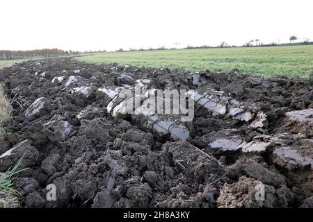 Bauer pflügt mit einem großen Traktor Gründung unter, Nordrhein-Westfalen, Deutschland, Weilerswist Stockfoto