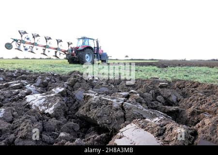 Bauer pflügt mit einem großen Traktor Gründung unter, Nordrhein-Westfalen, Deutschland, Weilerswist Stockfoto