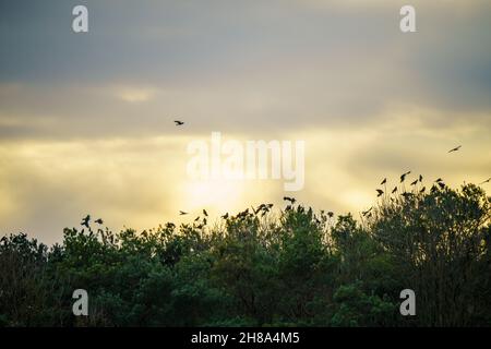 Eine Herde Krähen (corvi), die zu ihrem Nestplatz zurückkehren Stockfoto