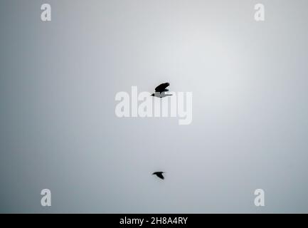 Eine Herde Krähen (corvi), die zu ihrem Nestplatz zurückkehren Stockfoto