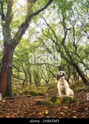 Spanischer türkischer Hund in einem Korkbaumwald, der auf einem Stein in Südspanien steht. Herbstlandschaft. Stockfoto