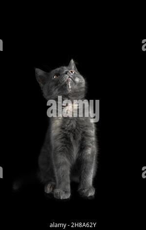 Kitten britische Rasse grau rauchige Farbe sitzt auf einem isolierten schwarzen Hintergrund mit Reflexion Stockfoto