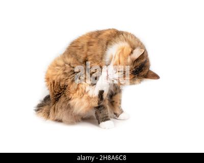 Isolierte Katze Pflege Hinterbein. Süße flauschige weibliche Kitty putzt oder leckt zwischen Zehen und Krallen des Hinterbeines während des Sitzens. Die Zehen sind ausgebreitet. Stockfoto