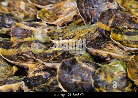Viele Weichtiere sind nebeneinander angeordnet. Stockfoto