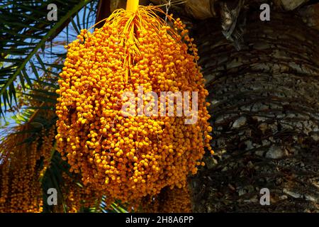 Früchte, die noch auf einer Palme wachsen, sind aus der Nähe zu sehen Stockfoto
