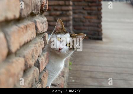 Eine lustige weiße Katze mit buntem Rücken guckt hinter einer alten roten Backsteinmauer hervor Stockfoto