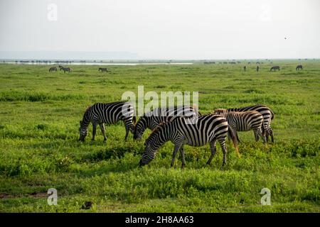 Gruppe von Zebras Equus quagga sind grazin auf dem riesigen Grasbewachsene Ebenen des Ngorongoro-Kraterschutzgebiets in Tansania Stockfoto