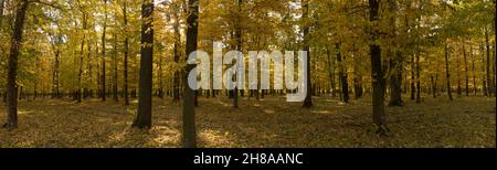Panorama des Herbstwaldes. Bäume im Wald mit gelber Mistel Stockfoto