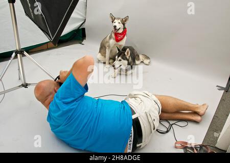 Fotografin fotografiert zwei niedliche junge Hunde in einem Fotostudio Stockfoto