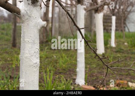 Abdeckung des Baumes mit weißer Farbe zum Schutz vor Schädlingen, Gartenarbeiten im Frühjahr, weiß getünchten Bäumen. Baumpflege, Baumrinde weiß in der Saison. Stockfoto