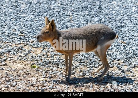 patagonian mara, Dolichotis patagonum, Nagetier stehend, Porträt Stockfoto