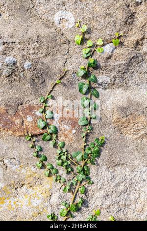 Efeu wächst auf einer Steinwand, Laubhintergrund Stockfoto