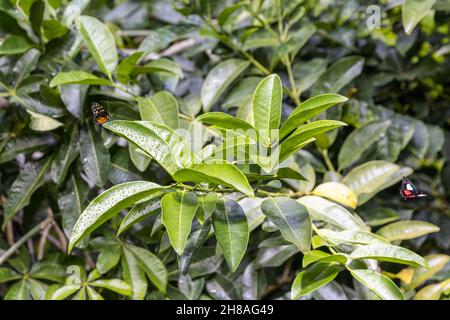 Kleine orange-schwarz-gelbe und rote Schmetterlinge fliegen auf einem grünen Busch von Blume zu Blatt Stockfoto