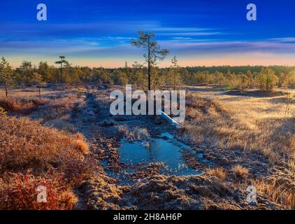 Landstraße durch einen Sumpf in der Taiga an einem frostigen Herbsttag Stockfoto