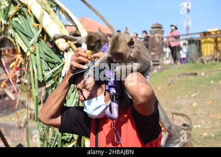 Lop Buri, Lop Buri, Thailand. 28th. November 2021. Thailand - Affen klettern auf die Leichen von Touristen. Bei der 'Rollstuhl-Affenparty 2021' 33rd in Phra Prang Sam Yot in der Stadt Lopburi, am Sonntag, den 28. November 2021. (Bild: © Teera Noisakran/Pacific Press via ZUMA Press Wire) Bild: ZUMA Press, Inc./Alamy Live News Stockfoto