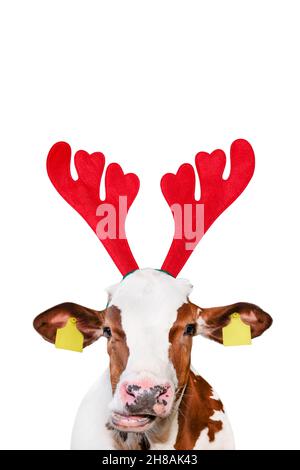 Weihnachten lustige Kuh auf weißem Hintergrund isoliert. Kuhportrait in Weihnachten Rentier Antlers Stirnband Stockfoto