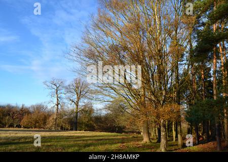 Bäume und Bracken/Farne im Spätherbst/frühen Winter im Knole Park, Sevenoaks, Kent, einem seit Jahrhunderten angelegten Wildpark. König Heinrich VIII. Jagte hier. Jetzt NT. Stockfoto