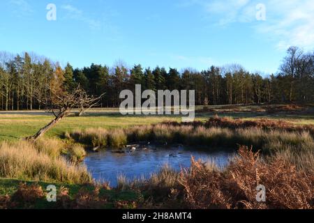 Eisiger Teich im Spätherbst/frühen Winter im Knole Park, Sevenoaks, Kent, ein Hirschpark seit Jahrhunderten. König Heinrich VIII. Jagte hier. Jetzt NT. Stockfoto