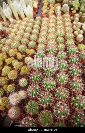 CACTUS GARTEN ZENTRUM UND ANBAU Stockfoto